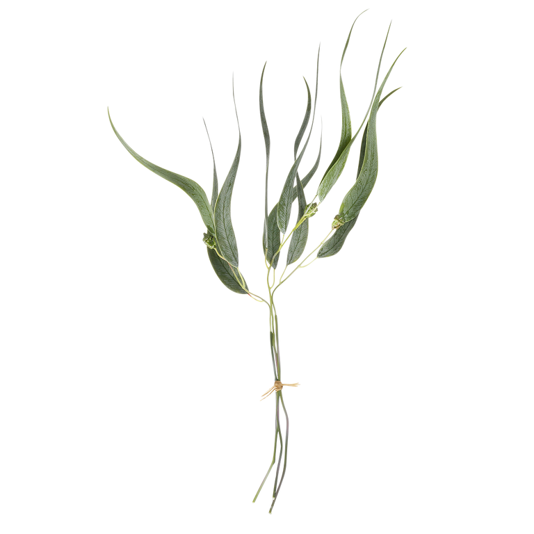 Eukalyptus  Bund  x3  ,  60  cm