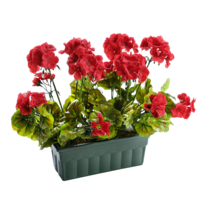 Geranien im Kasten, 36HX33Bx17Tcm, rot