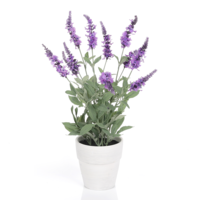 Lavendel in white pot