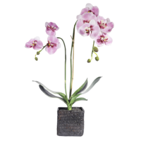 Orchidee im Topf rosa 80 cm