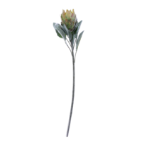 Protea Barbighera, 72 cm gr