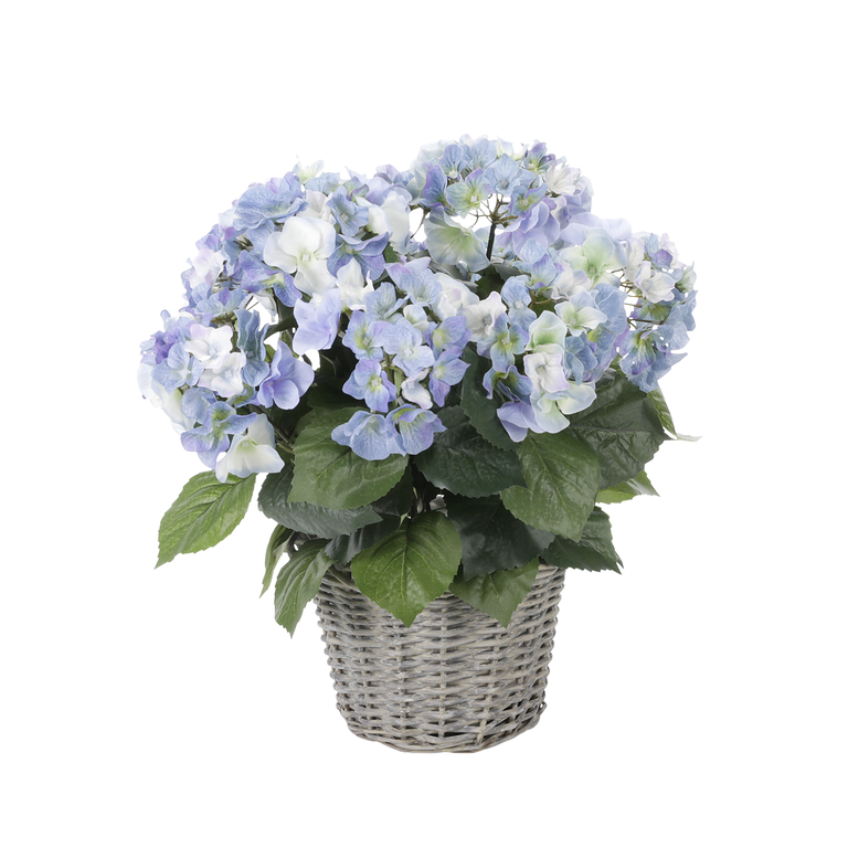 "Hydrangea in basket blue"