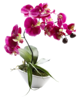 Orchidee im Topf 28x15cm,pink