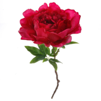 Kunstblume Burgund