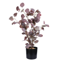 Eukalyptus Pflanze i.Topf 60cmH
