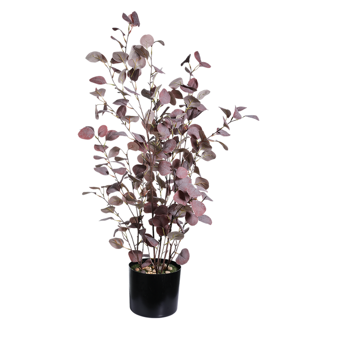 Eukalyptus Pflanze i.Topf 92cmH