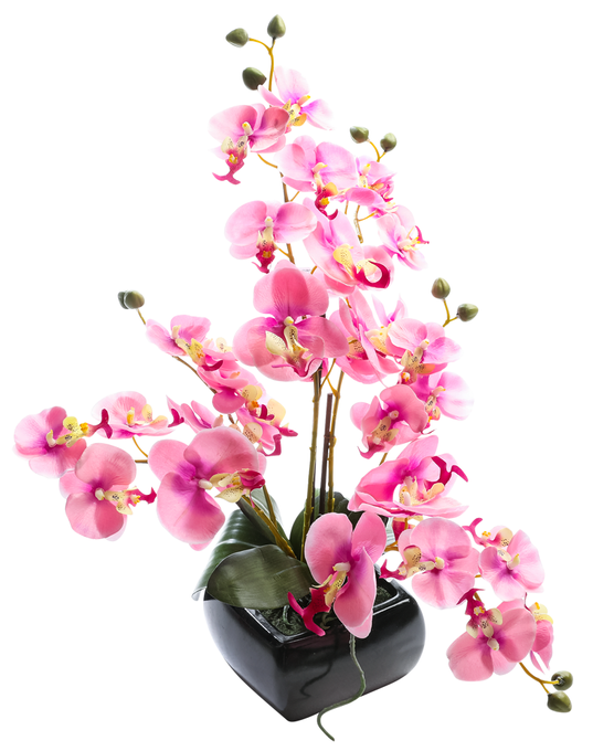 Orchidee in Schale,40x36cm