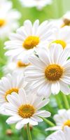  Banner  aus  Textil  Margrietjes