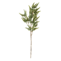 Wacholder-Zweig Juniperus,65cm