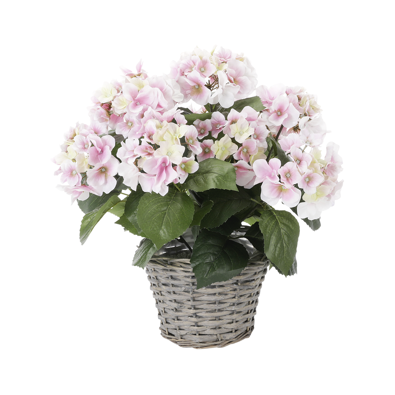 "Hydrangea in basket pink"