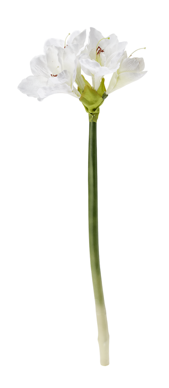 Amaryllis wei