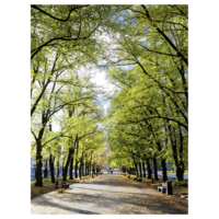 "Flame retardant fabric banner ""Avenue in the Park"