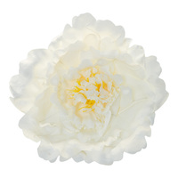 Peony head white