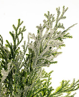 Zypressen-Pick beeist, 34cm