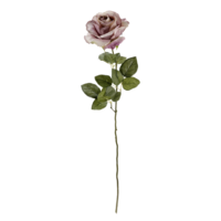 Rose rosenholz,68cm, 