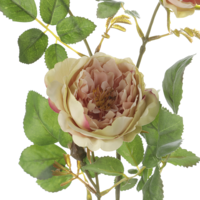 Rosenzweig rosa 60cm