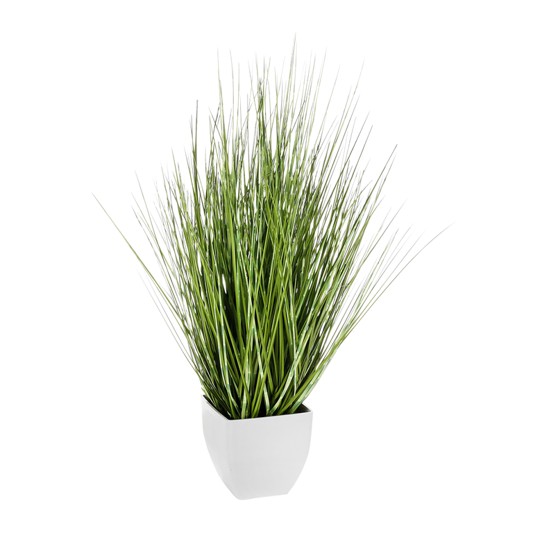 "Deco zebra grass in white pot 50 cm"