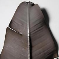 Strelizien Blatt, grau 108cm