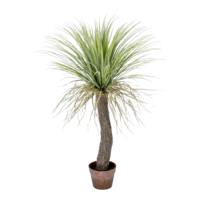 "Yucca palm ""wild"" in pot 110 cm"