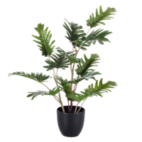 Philodendron  in  schwarzen  Kunststoff