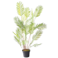 Areca-Palme im Topf 120cm
