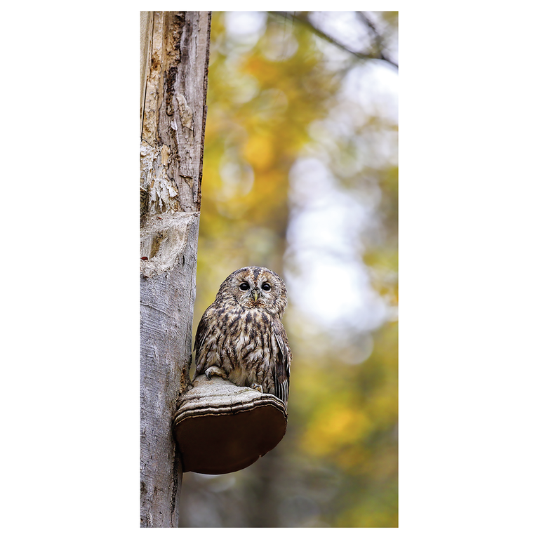 "Fabric banner owl 100 x 200 cm"