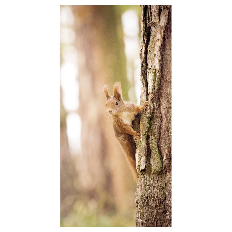 "Fabric Banner Squirrel 100 x 200 cm"