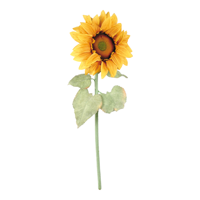 Sunflower,