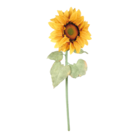 Sunflower,