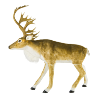 Reindeer,