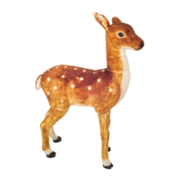 Standing fawn,