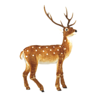 Deer,