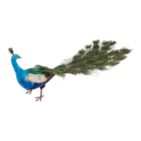 Peacock,