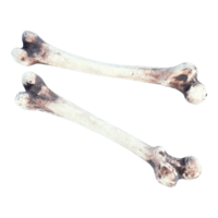 Bone,