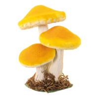 Chanterelles,
