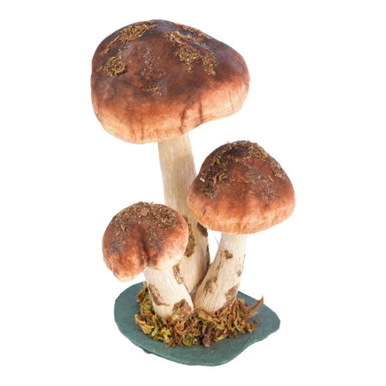 Birch boletus,