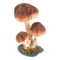 Birch boletus,