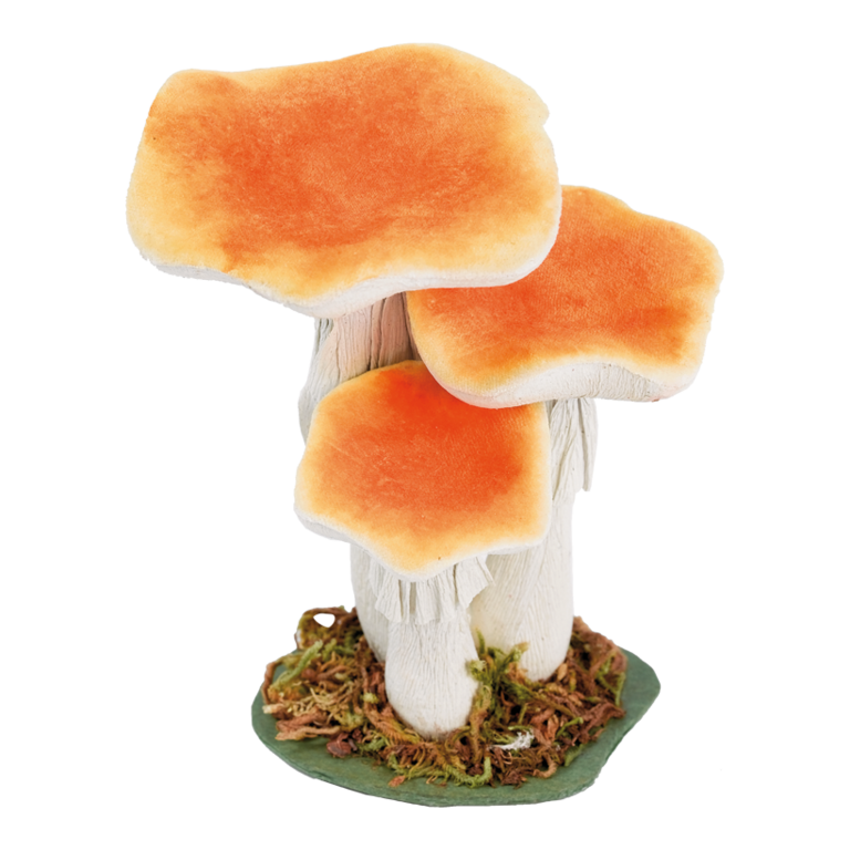 Chanterelle,