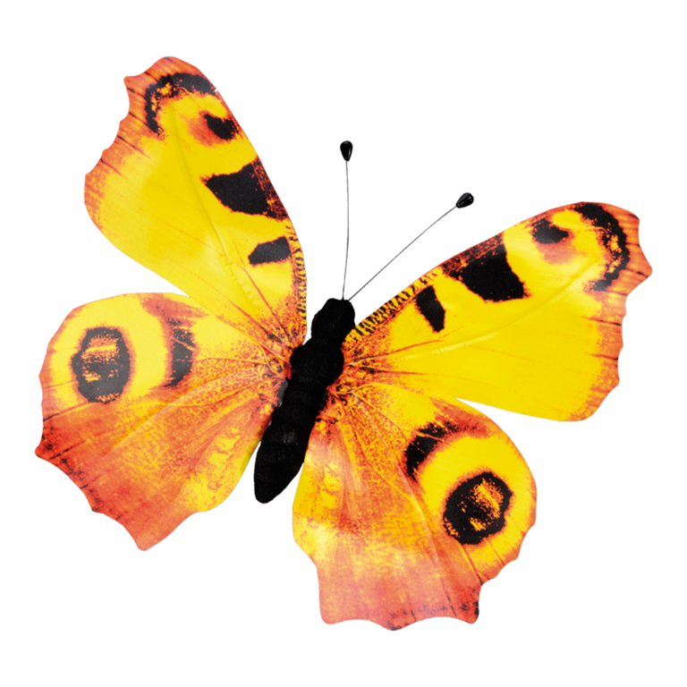 Butterfly,