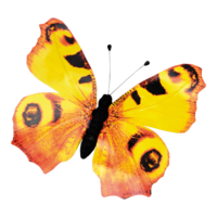 Butterfly,