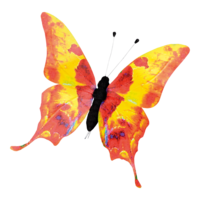 Butterfly,