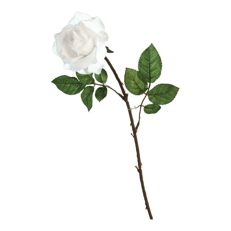 Rose,
