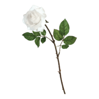 Rose,