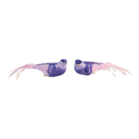 Birds with clip,