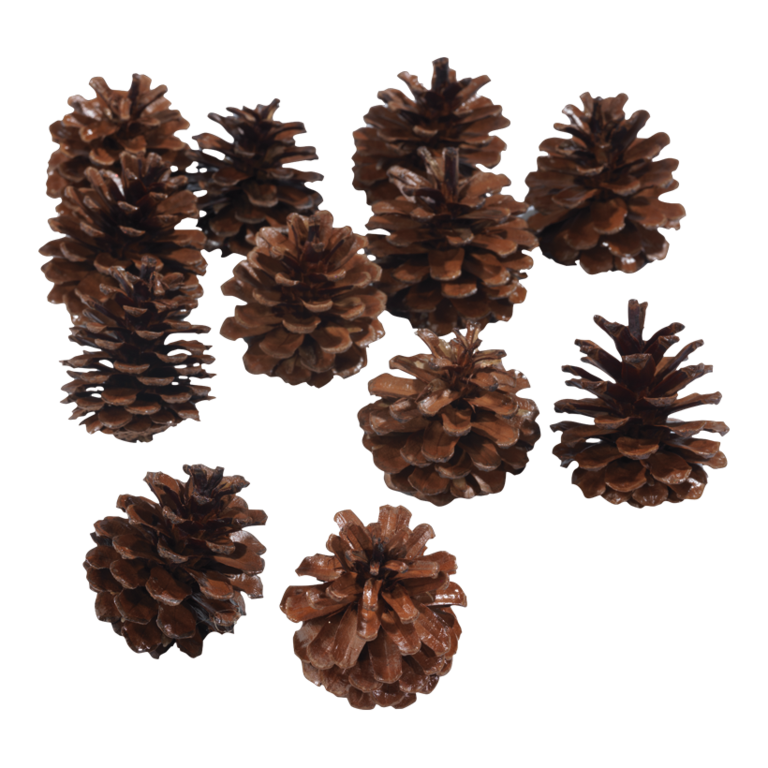 Fir cones,