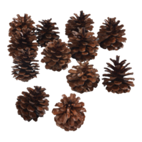 Fir cones,