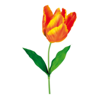 Tulip,