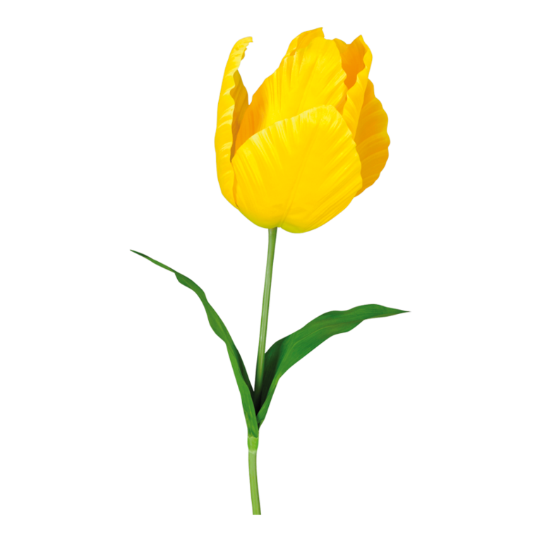 Tulip,