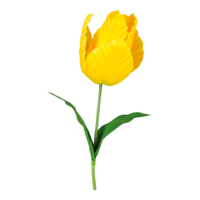 Tulip,