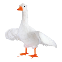 Goose, spread wings,